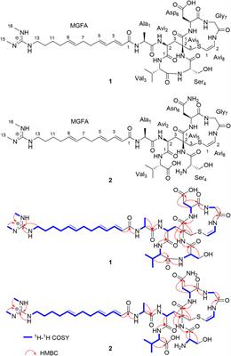 Nocaviogua A and B: two lipolanthines from root-nodule-associated Nocardia sp.